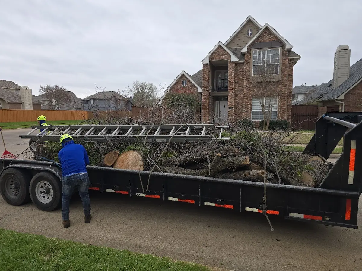 Expert Tree Pest Control with proper safety equipment in Rochester